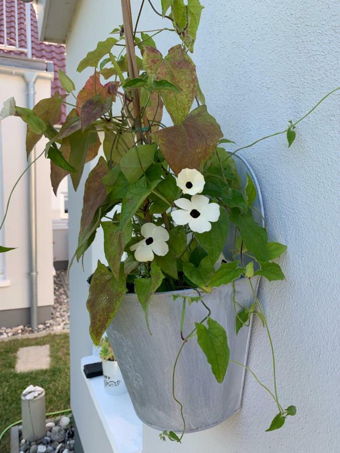Haus Vicus Lägenhet Greifswald Exteriör bild
